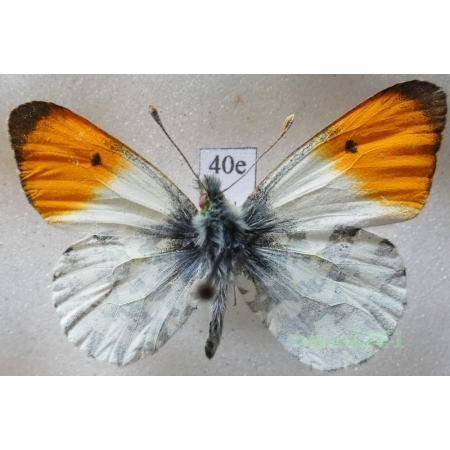 Anthocharis cardamines (Linnaeus, 1758) male Poland40e